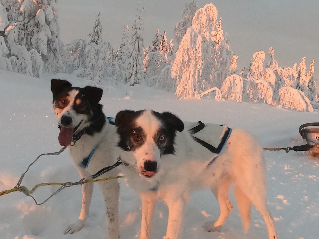 sled dogs are happy